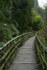 Pathway through forest in Skipton, England