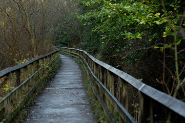 Fototapeta na wymiar Pathway through forest in Skipton, England