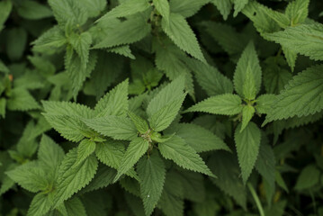 Common nettle