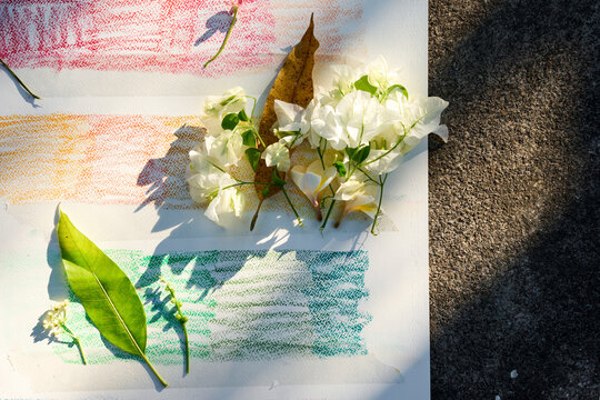 Natural plants correspond to the color card, beautiful effect