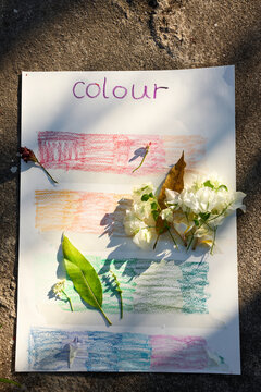 Natural plants correspond to the color card, beautiful effect