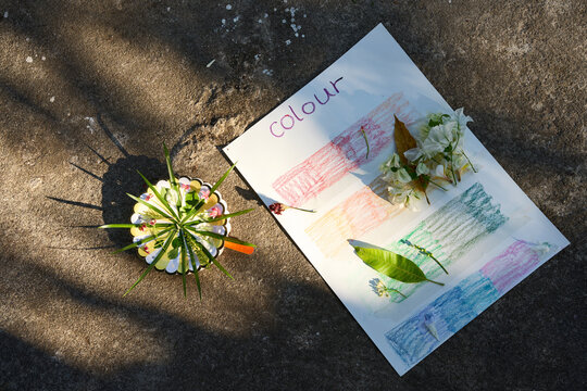 Beautiful Botanical Decorative Plates and Botanical Color Cards