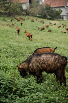 Goats eating common nettle