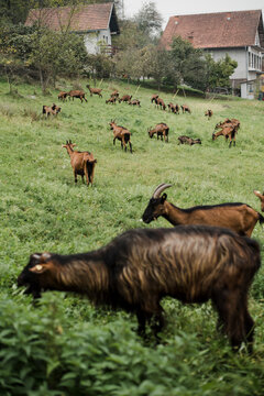 Goats eating common nettle
