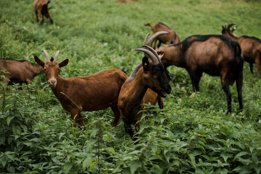 Goats eating common nettle