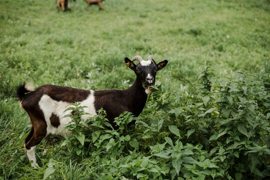 Goat eating common nettle