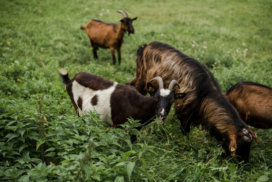 Goats eating common nettle