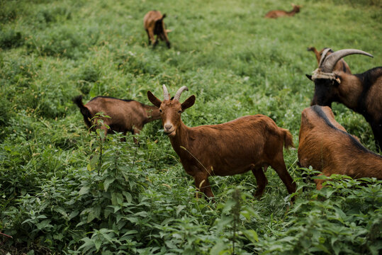 Goats eating common nettle