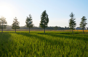 Closeup beautiful rice field in autumn sunset light