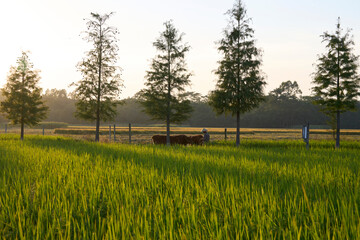 Closeup beautiful rice field in autumn sunset light