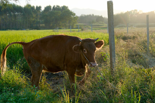 Closeup of cattle grazing in the field