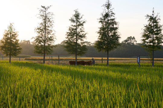 Closeup beautiful rice field in autumn sunset light