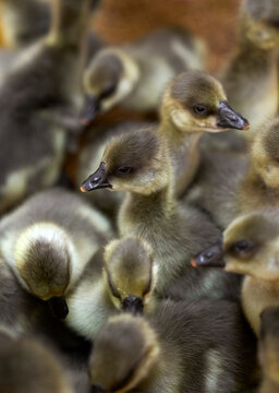 Closeup goslings at the farmers market