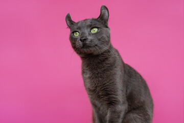 American Curl Gray Cat