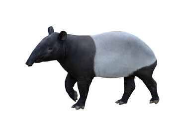 Tapir isolated on transparent background png file	