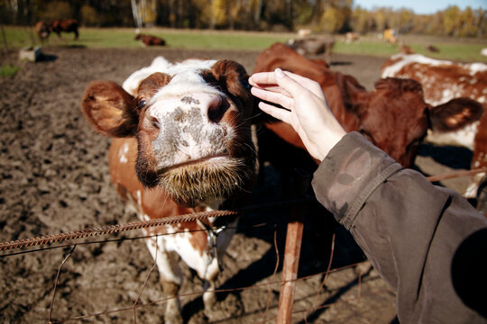 A woman approaches a cow on a farm and strokes it