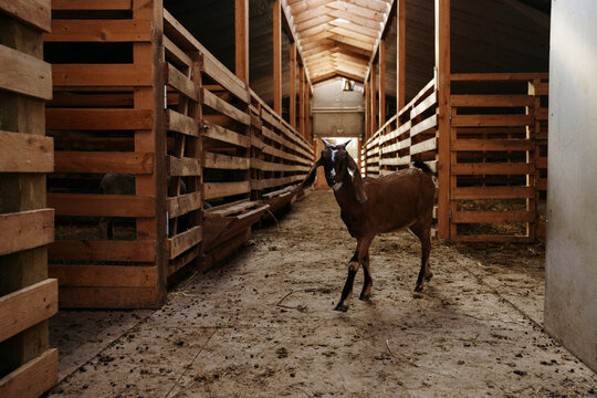 A goat in a stable on a farm
