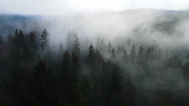 pine forest fog drone flight through motion Harz