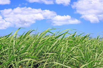 Naklejka premium Green sugarcane field against blue cloudy sky.