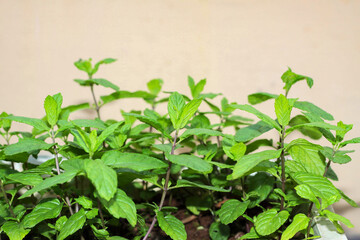 peppermint herbs growing in a garden.