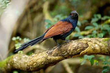 Greater Coucal, Centropus sinensis beautiful birds of Sri Lanka, Kukačka Vraní, sitting on the branch