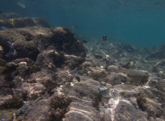 underwater photograph taken at Farol da Barra beach, Bahia, Brazil.