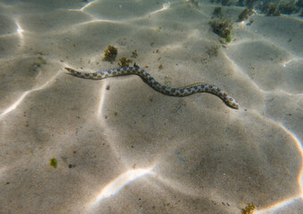Fototapeta na wymiar Myrichthys ocellatus (snake eel) at Farol da Barra beach, Salvador, Brazil.