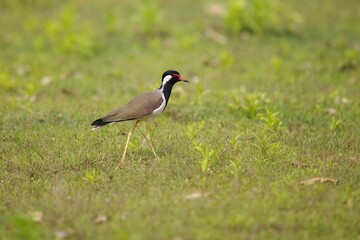 Beautiful red-wattled lapwing bird (Vanellus indicus) in the hole, bird of Sri Lanka, Čejka černoprsá