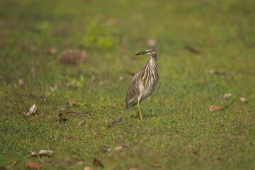 The Indian pond heron or paddybird (Ardeola grayii), Volavka Hnědohřbetá, Sri Lanka