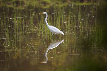 ntermediate Egret, Ardea intermedia, volavka prostřední, intermediate, median or smaller egret,...