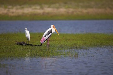 Painted Stork, Nesyt Indický, Mycteria leucocephala in a lake in sri lanka