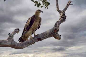 a young white-bellied Sea-Eagle,Haliaeetus leucogaster, orel bělobřichý sitting on a branch in the background with sky
