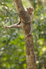 Portrait Toque Macaque, (Macaca sinica), makak bandar,  is a reddish-brown-coloured Old World monkey endemic to Sri Lanka, where it is known as the rilewa.