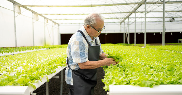 Senior man gardener working in inspecting green oak vegetable quality in greenhouse garden. Elderly Asian farmer cultivates organic lettuce on hydroponic farm for healthy people. Horticulture business