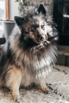 Keeshond Dog in the sun.