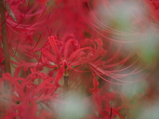 たくさん咲いたカラフルな花