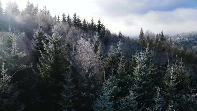 pine forest winter hoarfrost snowy span drone Harz