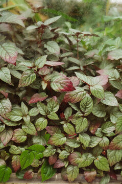 Leaves growing against the inside of a glasshouse window