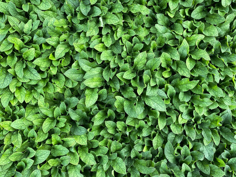 leaves
