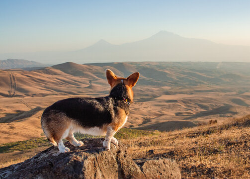 Corgi dog on the Ararat mountain background