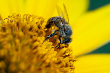 Bee pollinating a yellow flower.