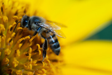 Bee pollinating a yellow flower.