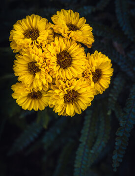 cluster of  yellow and black chrysanthemums