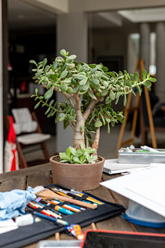 Bonsai tree in pot on table with brushes, paints and watercolors