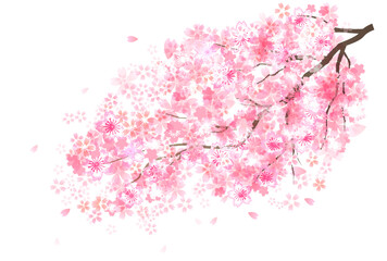 桜　春　木　アイコン