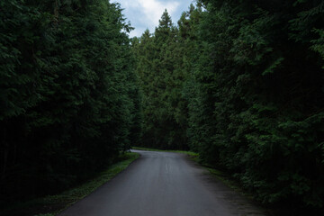 Fototapeta na wymiar a quiet road through a quiet forest