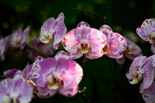 Closeup of orchid in the rays of the sunset