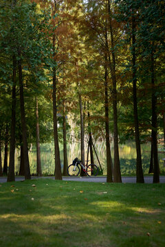 Fitness mountain bike parked in a pine forest near the water