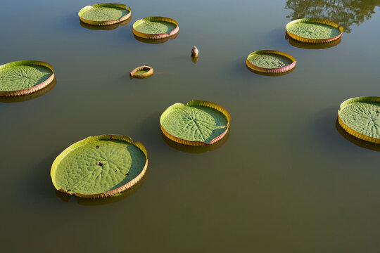 Closeup of large lotus leaf in a garden pond