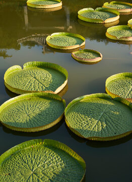 Closeup of large lotus leaf in a garden pond